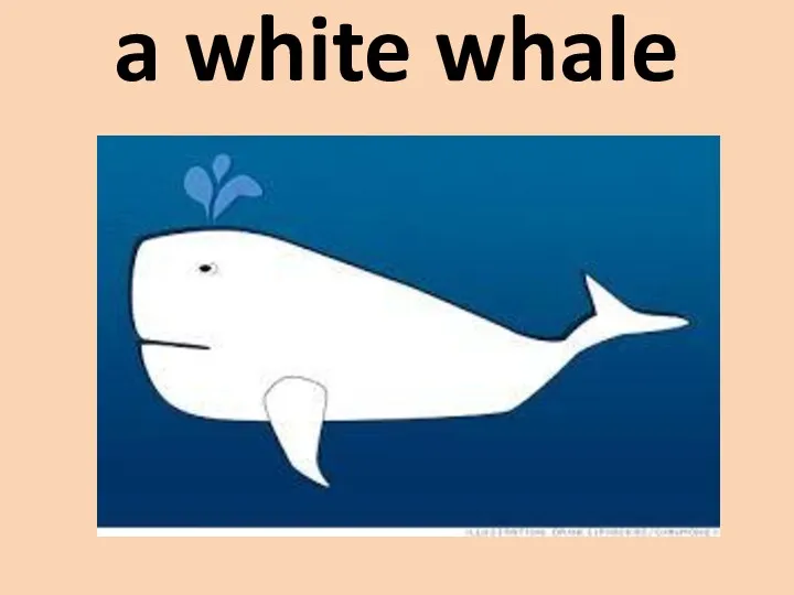 a white whale