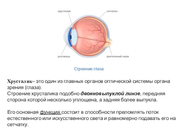 Хрусталик– это один из главных органов оптической системы органа зрения