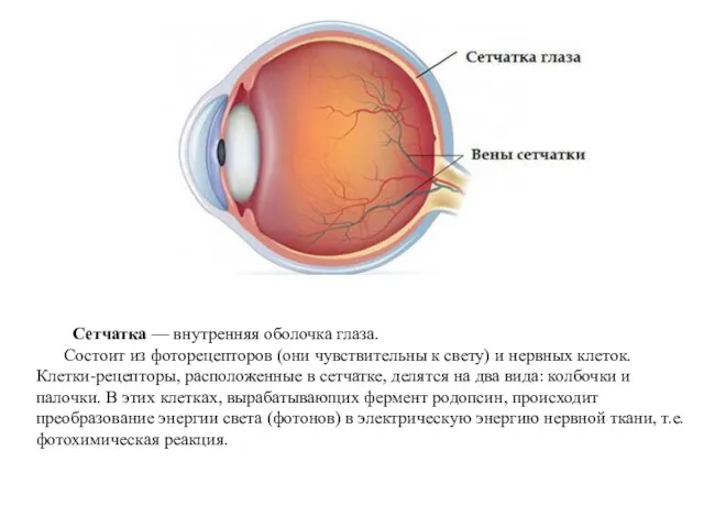 Сетчатка — внутренняя оболочка глаза. Состоит из фоторецепторов (они чувствительны