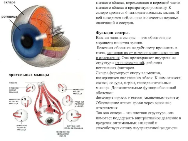 Склера — непрозрачная внешняя оболочка глазного яблока, переходящая в передней