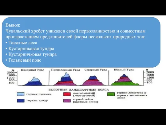 Вывод: Чувальский хребет уникален своей первозданностью и совместным произрастанием представителей