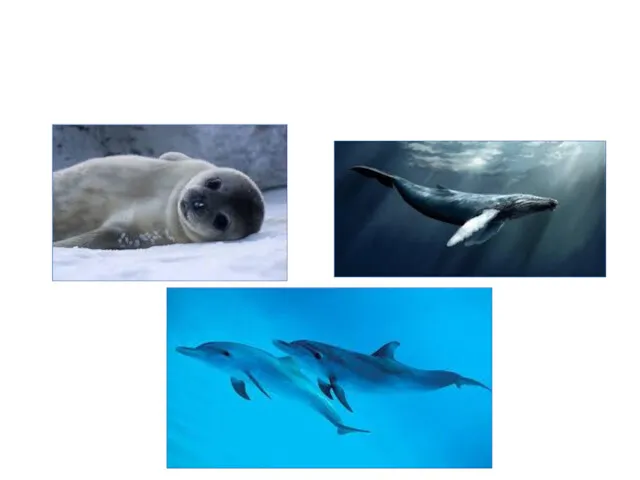 Various species of seal, whale and dolphin are found on or around British shores and coastlines.