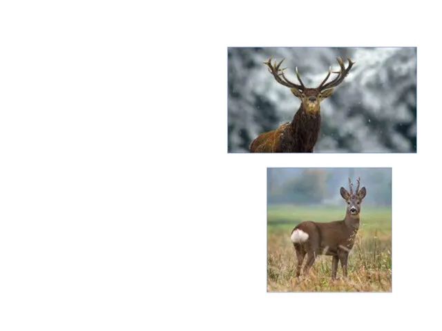 The largest land-based wild animals today are deer. The red deer is the