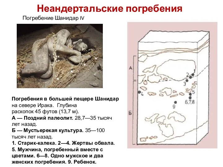 Неандертальские погребения Погребение Шанидар IV Погребения в большей пещере Шанидар