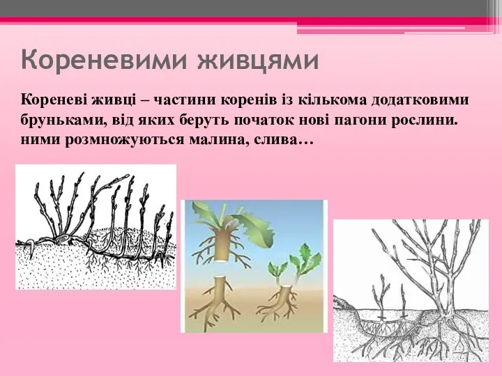 Кореневими живцями Кореневі живці – частини коренів із кількома додатковими