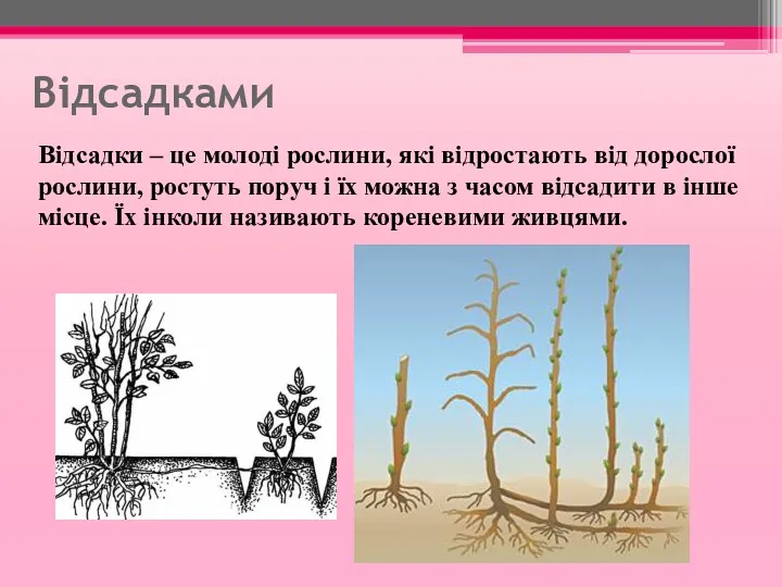 Відсадками Відсадки – це молоді рослини, які відростають від дорослої