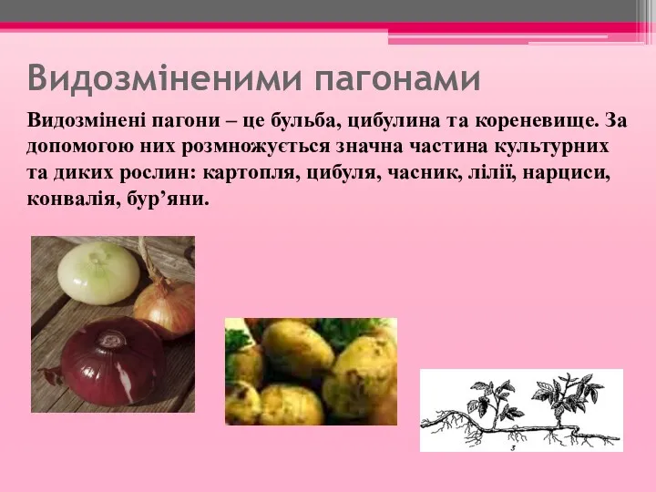 Видозміненими пагонами Видозмінені пагони – це бульба, цибулина та кореневище.