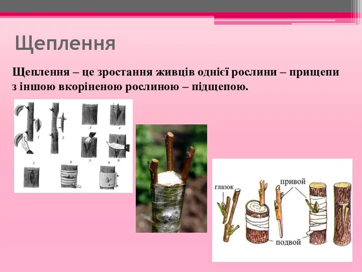 Щеплення Щеплення – це зростання живців однієї рослини – прищепи з іншою вкоріненою рослиною – підщепою.