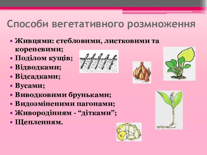 Способи вегетативного розмноження Живцями: стебловими, листковими та кореневими; Поділом кущів;