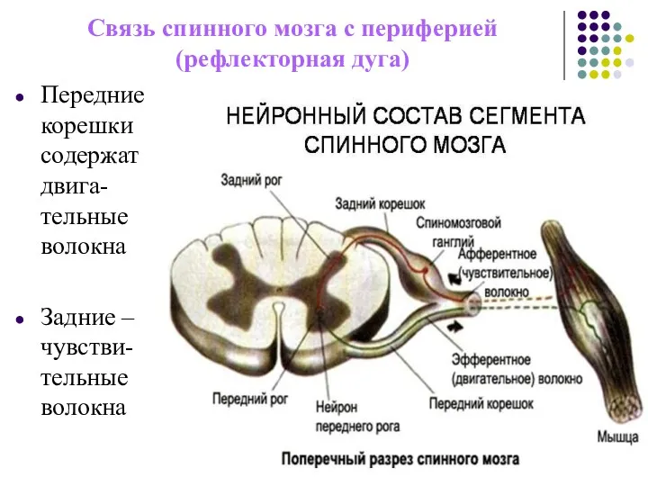 Связь спинного мозга с периферией (рефлекторная дуга) Передние корешки содержат двига-тельные волокна Задние – чувстви-тельные волокна