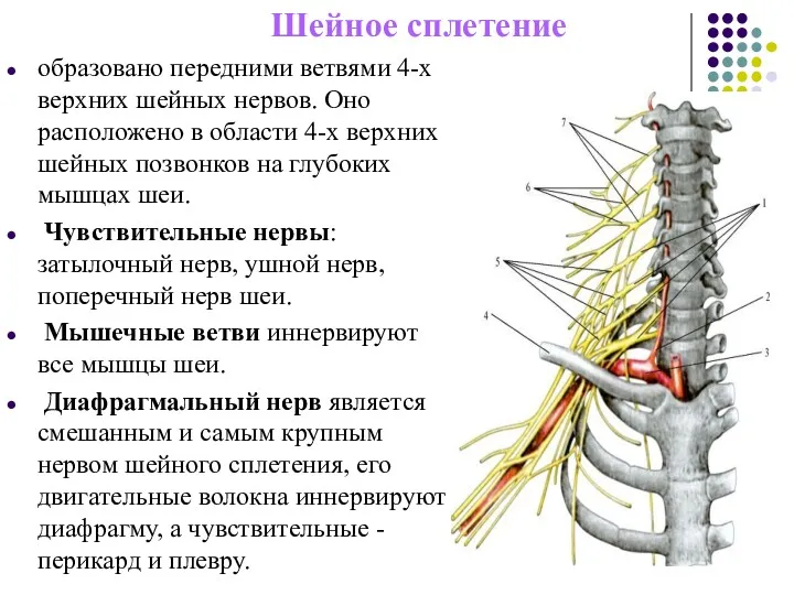 Шейное сплетение образовано передними ветвями 4-х верхних шейных нервов. Оно