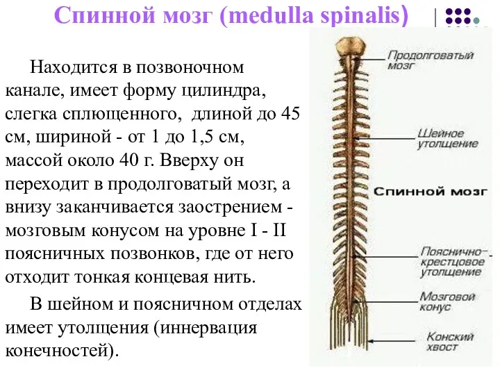 Спинной мозг (medulla spinalis) Находится в позвоночном канале, имеет форму
