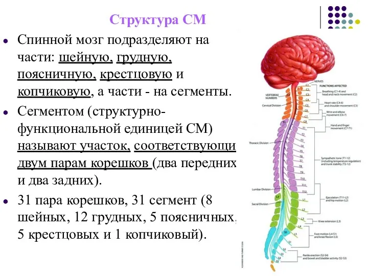 Структура СМ Спинной мозг подразделяют на части: шейную, грудную, поясничную,