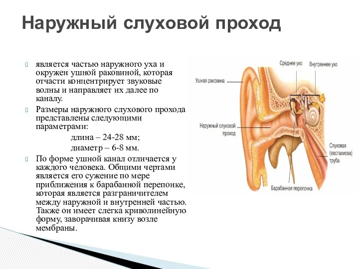 является частью наружного уха и окружен ушной раковиной, которая отчасти