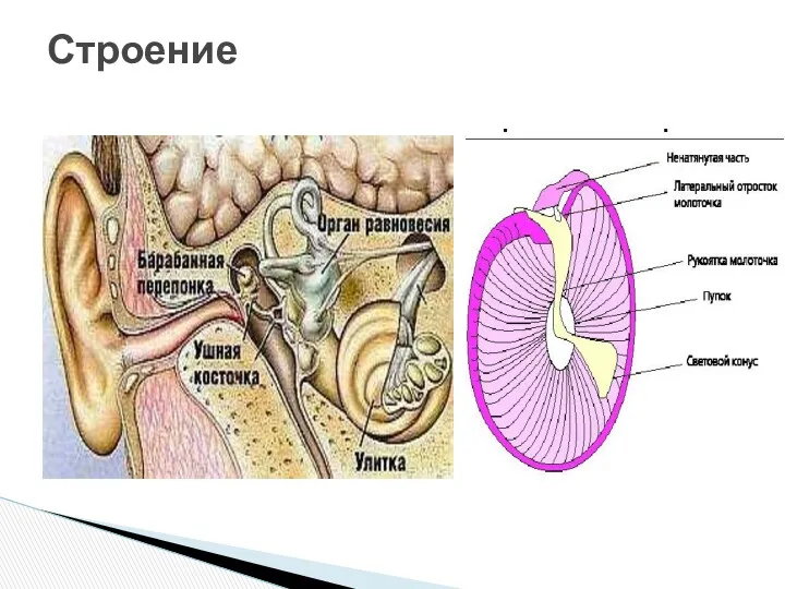 Строение