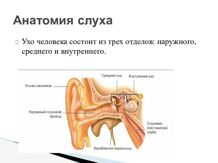 Ухо человека состоит из трех отделов: наружного, среднего и внутреннего. Анатомия слуха