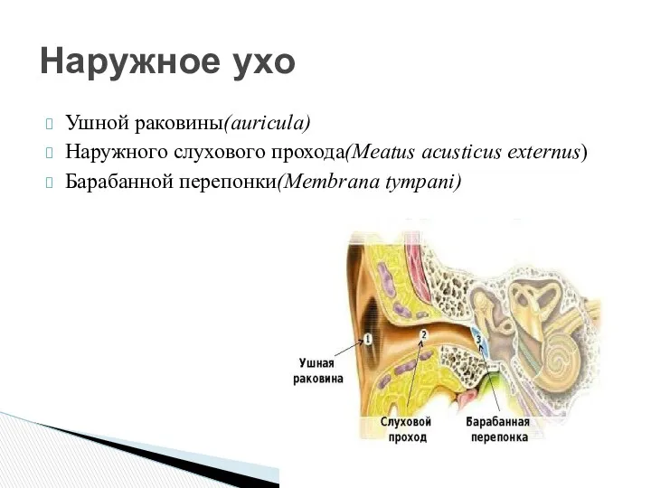 Ушной раковины(auricula) Наружного слухового прохода(Meatus acusticus externus) Барабанной перепонки(Membrana tympani) Наружное ухо