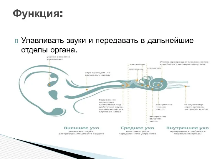 Улавливать звуки и передавать в дальнейшие отделы органа. Функция: