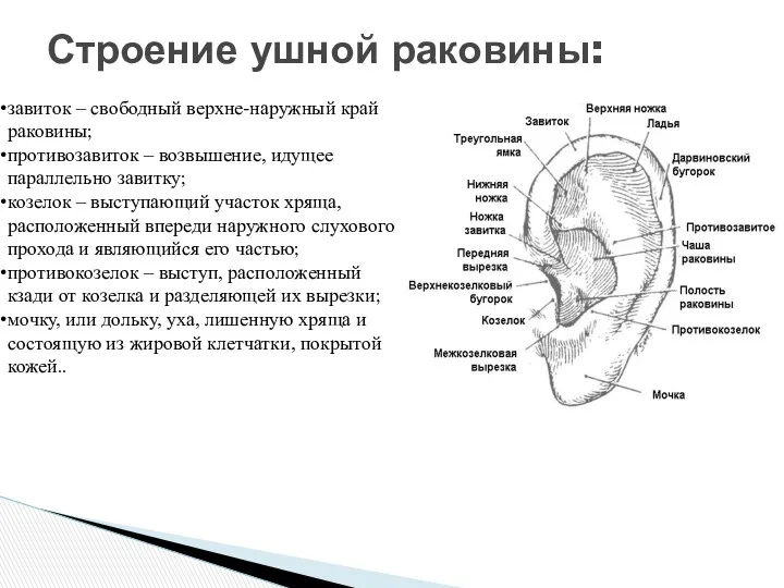 Строение ушной раковины: завиток – свободный верхне-наружный край раковины; противозавиток