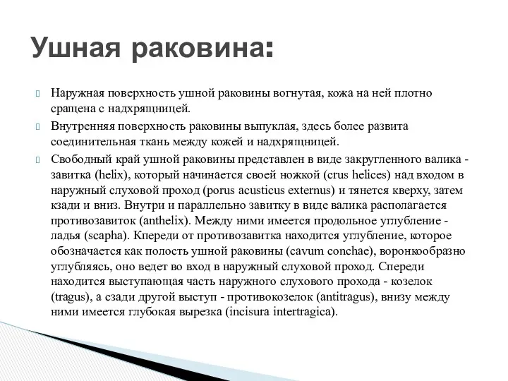 Наружная поверхность ушной раковины вогнутая, кожа на ней плотно сращена