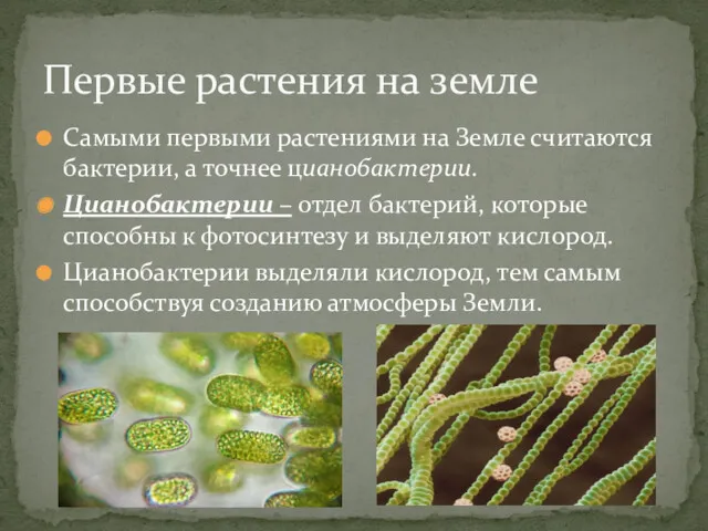Самыми первыми растениями на Земле считаются бактерии, а точнее цианобактерии. Цианобактерии – отдел