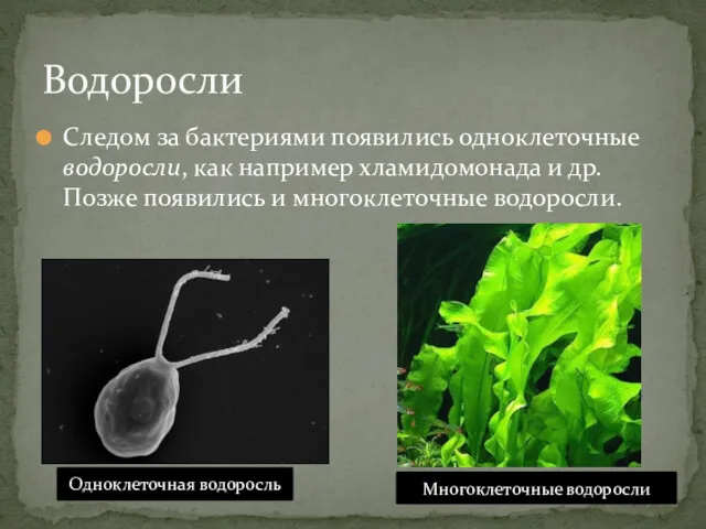 Следом за бактериями появились одноклеточные водоросли, как например хламидомонада и др. Позже появились
