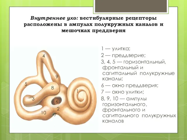 Внутреннее ухо: вестибулярные рецепторы расположены в ампулах полукружных каналов и