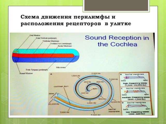 Схема движения перилимфы и расположения рецепторов в улитке