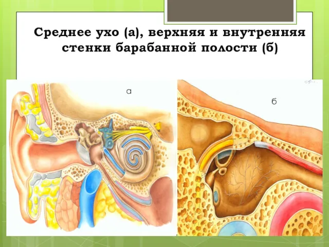 Cреднее ухо (а), верхняя и внутренняя стенки барабанной полости (б) а б