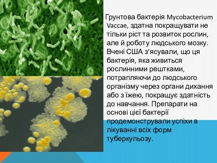 Грунтова бактерія Mycobacterium Vaccae, здатна покращувати не тільки ріст та розвиток рослин, але