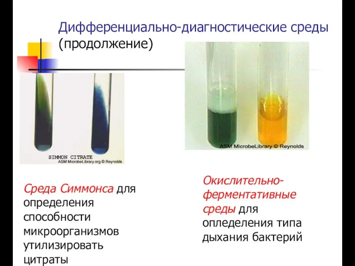 Дифференциально-диагностические среды (продолжение) Окислительно-ферментативные среды для опледеления типа дыхания бактерий