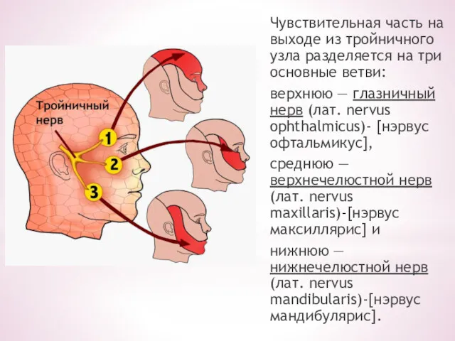 Чувствительная часть на выходе из тройничного узла разделяется на три