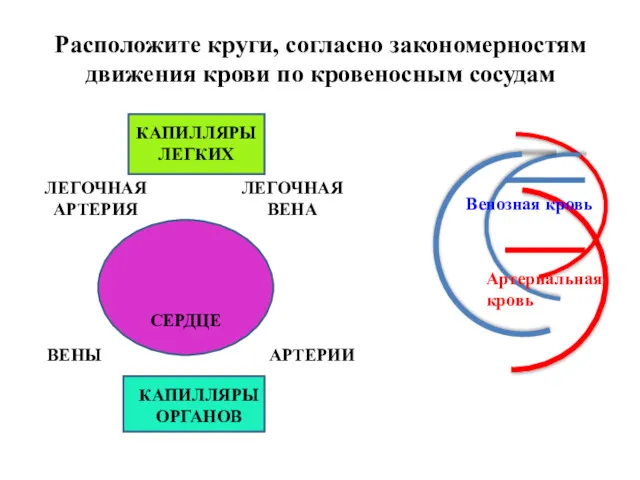 СЕРДЦЕ Венозная кровь Артериальная кровь ЛЕГОЧНАЯ АРТЕРИЯ ЛЕГОЧНАЯ ВЕНА ВЕНЫ