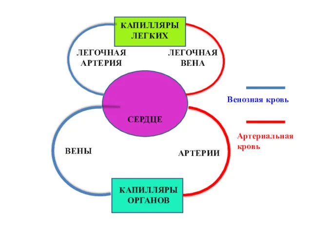 СЕРДЦЕ Венозная кровь Артериальная кровь ЛЕГОЧНАЯ АРТЕРИЯ ЛЕГОЧНАЯ ВЕНА ВЕНЫ АРТЕРИИ КАПИЛЛЯРЫ ЛЕГКИХ КАПИЛЛЯРЫ ОРГАНОВ