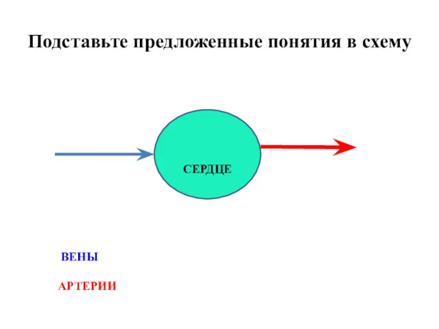 СЕРДЦЕ АРТЕРИИ ВЕНЫ Подставьте предложенные понятия в схему