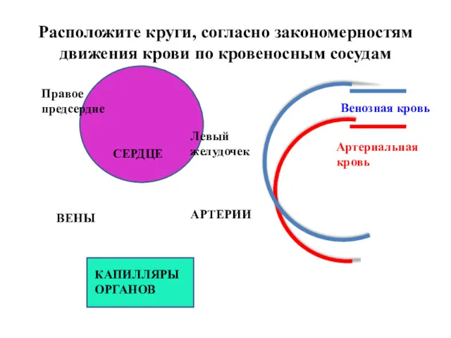 Венозная кровь Артериальная кровь ВЕНЫ АРТЕРИИ КАПИЛЛЯРЫ ОРГАНОВ Левый желудочек