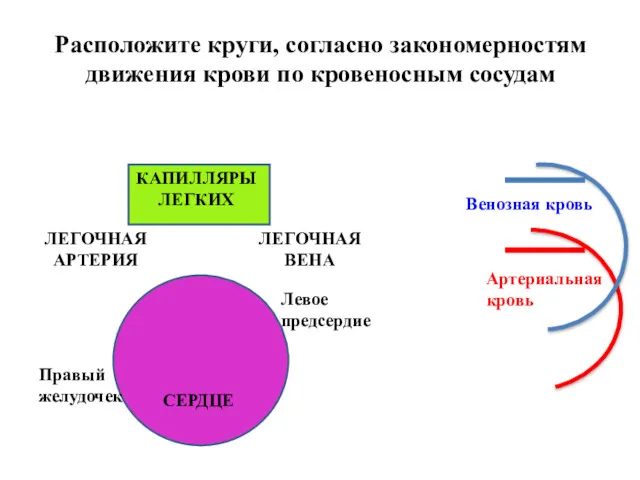 Венозная кровь Артериальная кровь ЛЕГОЧНАЯ АРТЕРИЯ ЛЕГОЧНАЯ ВЕНА КАПИЛЛЯРЫ ЛЕГКИХ