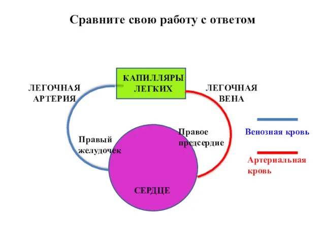 Венозная кровь Артериальная кровь ЛЕГОЧНАЯ АРТЕРИЯ ЛЕГОЧНАЯ ВЕНА КАПИЛЛЯРЫ ЛЕГКИХ