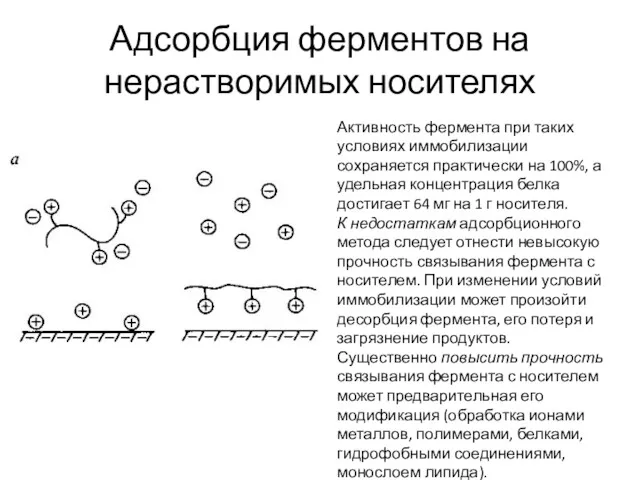 Адсорбция ферментов на нерастворимых носителях Активность фермента при таких условиях