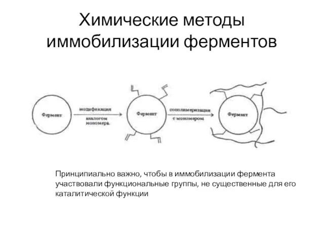 Химические методы иммобилизации ферментов Принципиально важно, чтобы в иммобилизации фермента