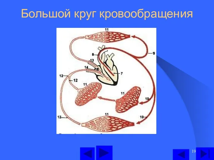 Большой круг кровообращения