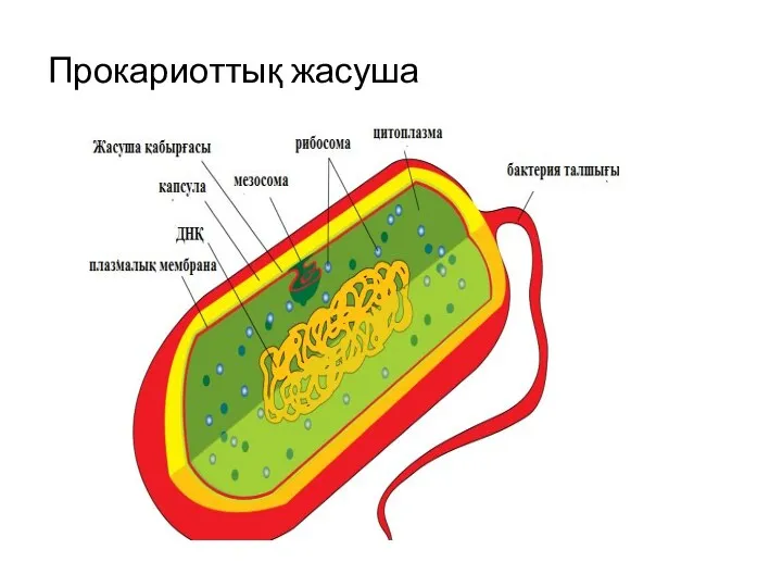 Прокариоттық жасуша