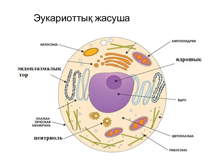 Эукариоттық жасуша