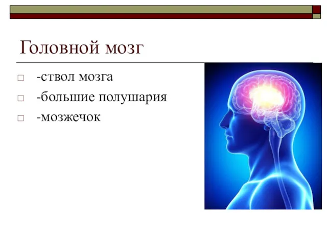 Головной мозг -ствол мозга -большие полушария -мозжечок