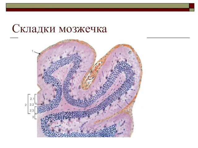 Складки мозжечка