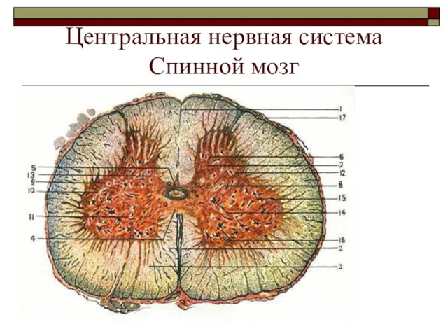 Центральная нервная система Спинной мозг