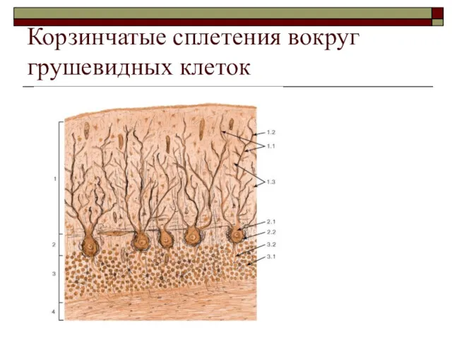 Корзинчатые сплетения вокруг грушевидных клеток