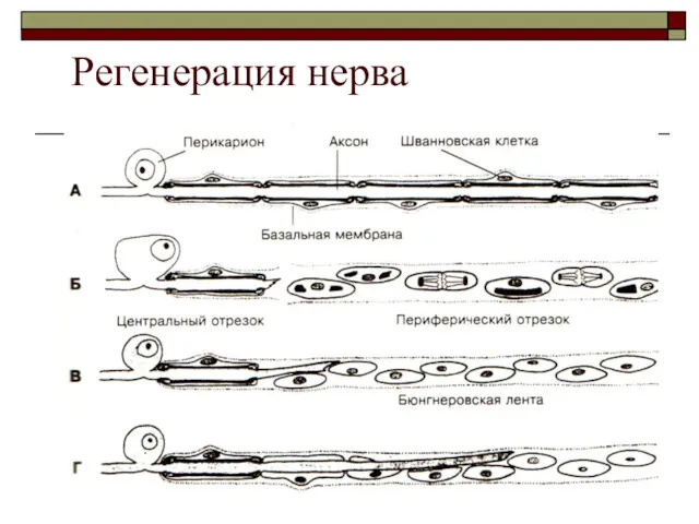 Регенерация нерва