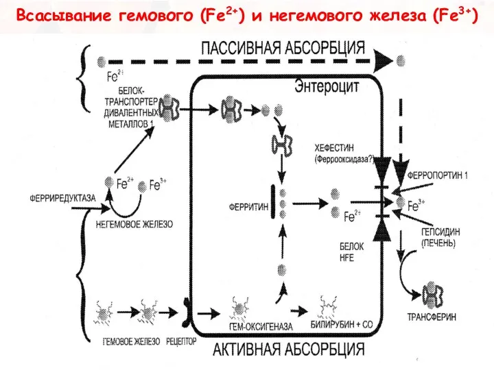 Всасывание гемового (Fe2+) и негемового железа (Fe3+)