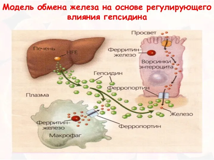 Модель обмена железа на основе регулирующего влияния гепсидина